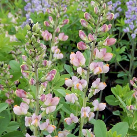 Baptisia Pink Truffles, light pink flowers on vertical spikes