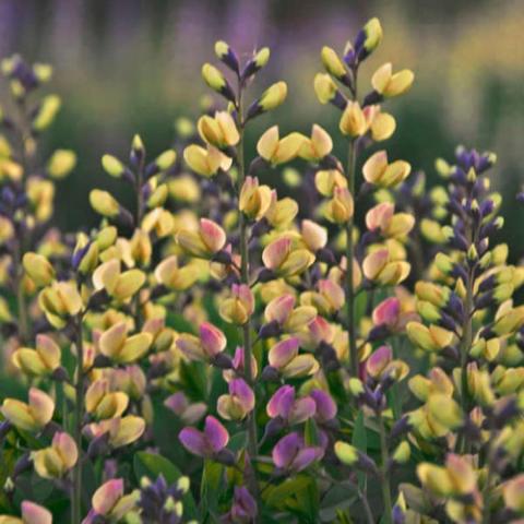 Baptisia Pink Lemonade, pink-lavender to yellow flowers on spikes