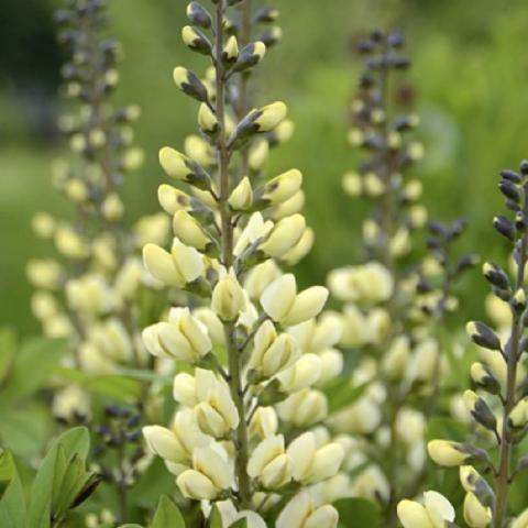 Baptisia Vanilla Cream, very light yellow flowers on dark stems, dark buds