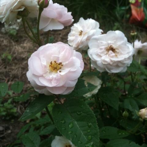 White roses with slight pink tinge.