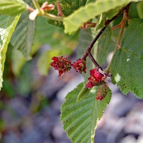 Alnus rugosa leaves and fruit