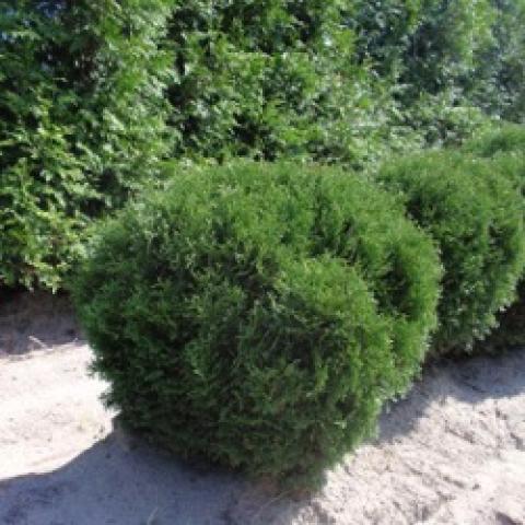Arborvitae Hetz Mini Globe round green shrub