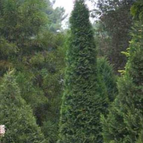 Narrow columnar evergreen arborvitae tree.