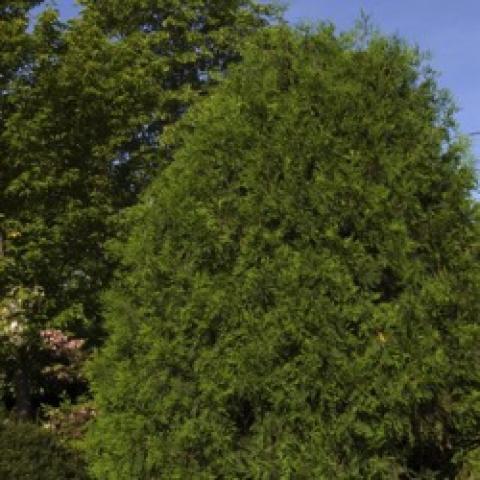 Techny arborvitae, pyramidal shaped evergreen