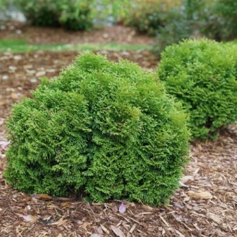 Arborvitae Tiny Tot, round green globs