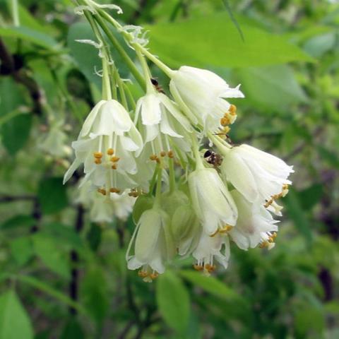 Staphylea trifolia flowers, white bells in clusters, down-hanging