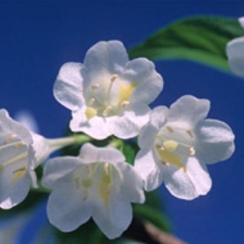 Weigela April Snow, tubular single white flowers in a cluster