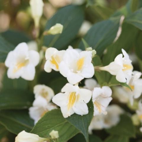 Weigela Czechmark Sunny Side Up, white tubular flowers with yellow throats