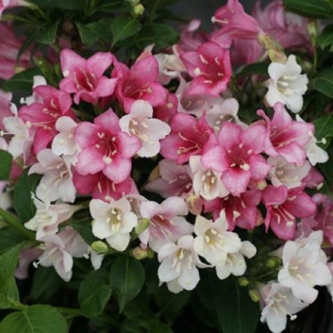 Weigela Czechmark Trilogy, flowers in white and shades of pink