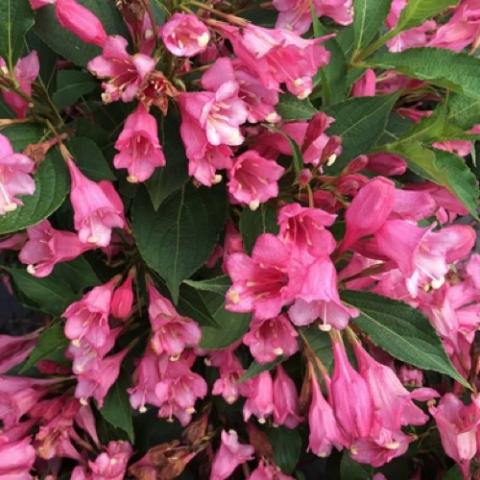 Weigela Czechmark Twopink, very pink tubular flowers