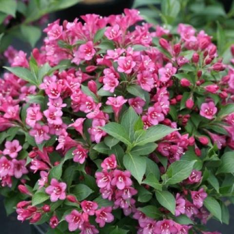 Weigela Snippet Dark Pink, medium pink flowers all over the shrub