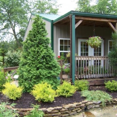 False cypress Soft Serve, pyramidal green 