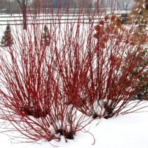 Cornus Arctic Fire, upright red twigs in winter against snow