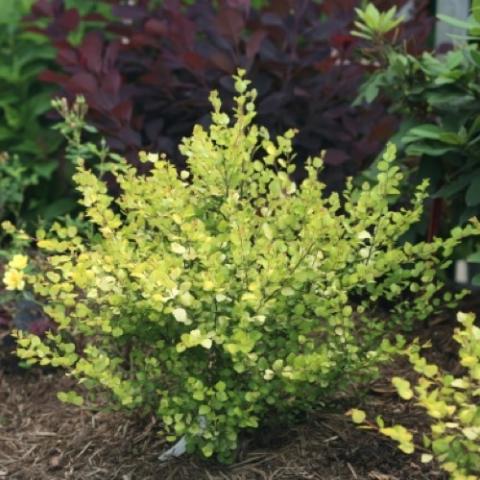 Betula Cesky Gold, yellow-green leaves, shrub-form