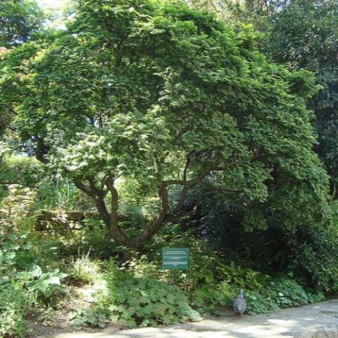 Ulmus Jacqueline Hillier, small elm tree