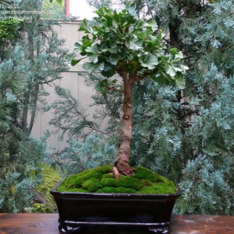 Ginkgo Mariken in a bonsai pot, miniature ginkgo tree