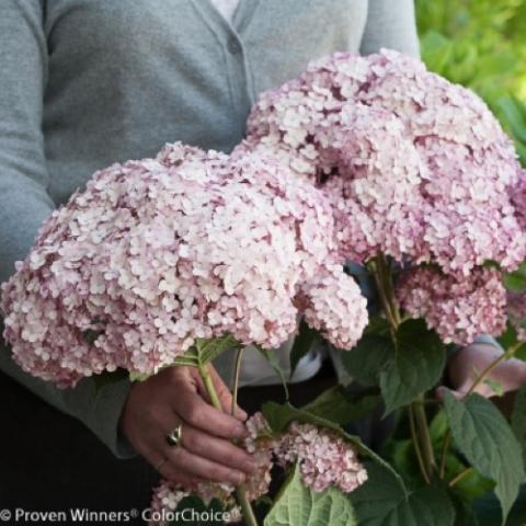 Hydrangea Incrediball Blush, giant flower clusters in light pink