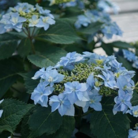 Hydrangea Tuff Stuff Aha, blue flowers on flat clusters