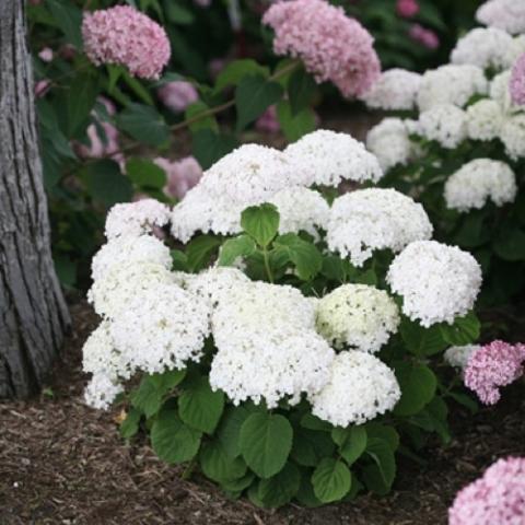 Hydrangea Wee White, tight white domes of white flowers