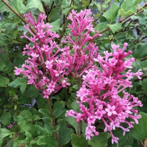 Syringa Bloomerang Dwarf Pink, pink lilac flowers