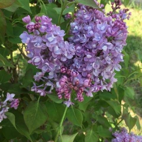 Syringa Scentara Double Blue, double lilac flowers in lavender-blue