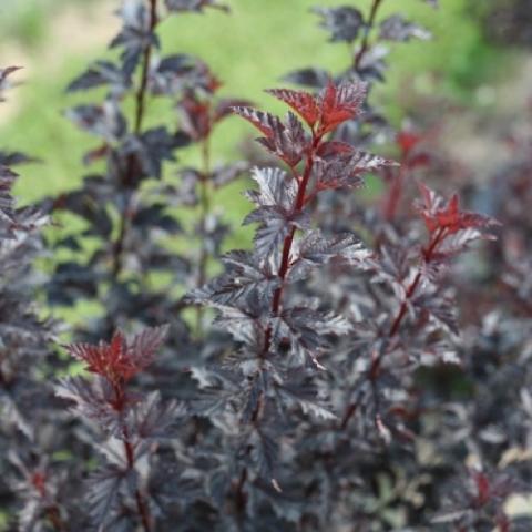 Physocarpus Summer Wine Black, dark purple almost black leaves