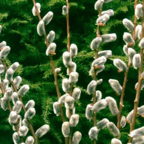 Salix discolor, gray pussywillow catkins on upright twigs