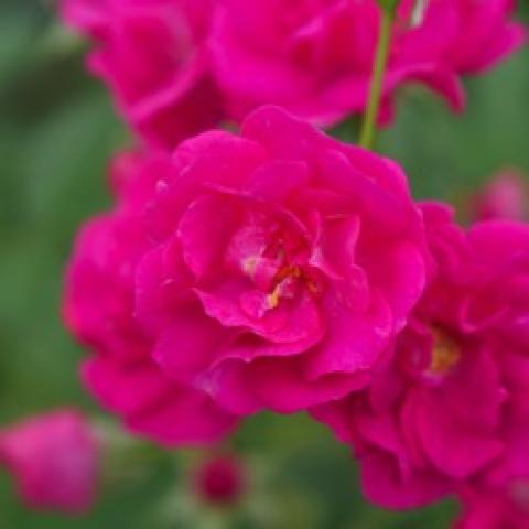 Rosa Oso Easy Pleasy, magenta double rose