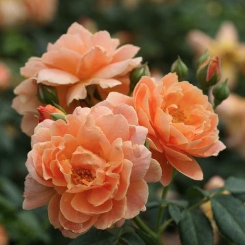 Rosa At Last, apricot doubles, clustered together