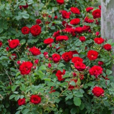 Rosa Cherry Frost, red climber
