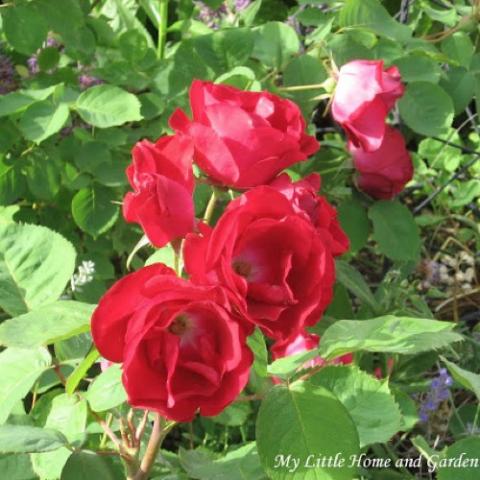 Emily Carr rose, dark red doubles