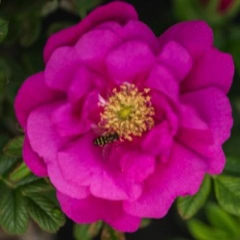 Rosa Lotty's Love, magenta double row of petals, gold center