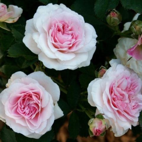 Rosa Morden Blush, light pink outer petals, pinker double center