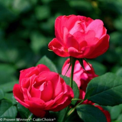 Rosa Oso Easy Double Red, ruby red class roses