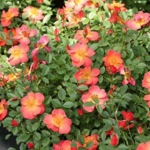 Rosa Oso Easy Hot Paprika, orange to coral single roses, large flowers