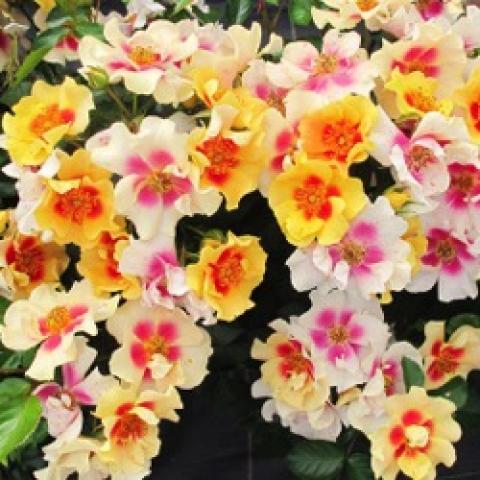Rosa Ringo, light yellow petals with pink to peach center