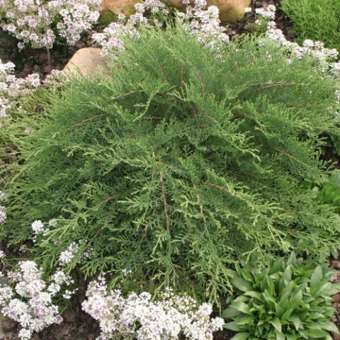 Microbiota Celtic Pride, low evergreen with fine foliage