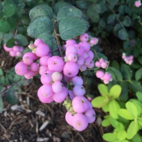 Bright pink snowberries, Symphoricarpos Proud Berry