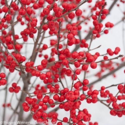 Ilex Berry Poppins, shrub covered in red round berries