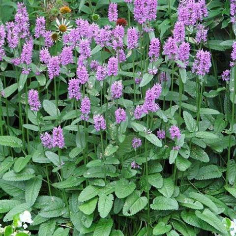 Stachys Hummelo, sugar pink flowers over green interesting foliage