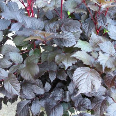 Chocolate Shogun astilbe, brown to bronze shiny leaves, red stems