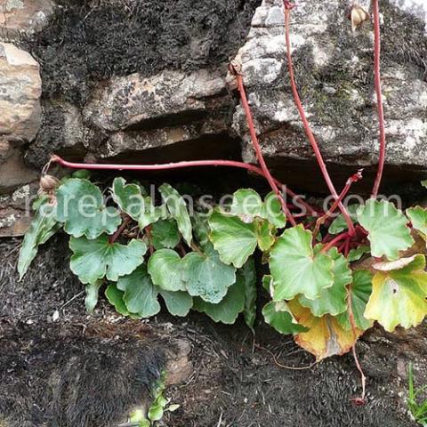 Begonia Kilu Killu, low plant with green leaves