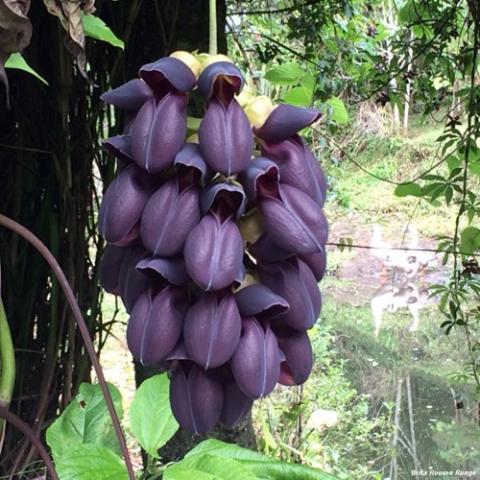 Black Jade Vine, dark purple almost black cluster of dangling flowers