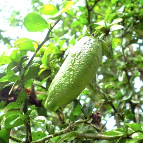 Australian finger lime, very long narrow green fruit