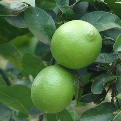 Bearss lime, green limes growing against green leaves