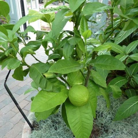 Bergamot orange, green on the tree