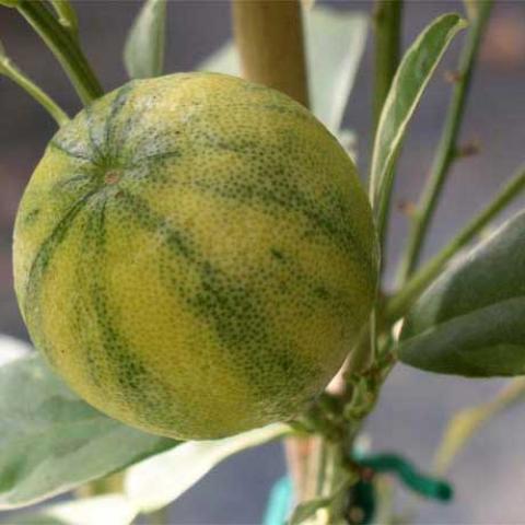 Variegated calamondin fruit, green striped yellow round citrus