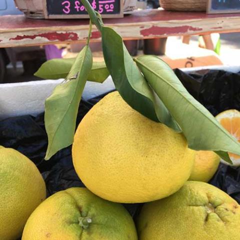 Cocktail grapefruit, greenish yellow grapefruit