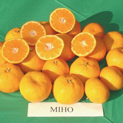 Miho Wase satsuma oranges