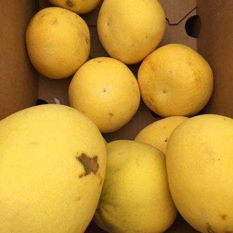 Tahitian pummelo, yellow round citrus fruits